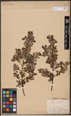 Foto von Salix aurita L.